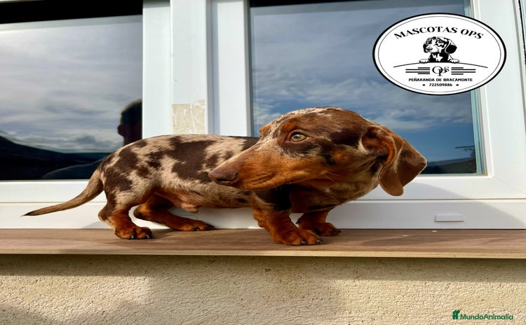 Teckel Miniatura perros - Anuncio 1