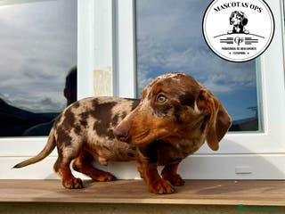 Teckel Miniatura perros Teckel chocolate y Arlequin chocolate - Anuncio 19