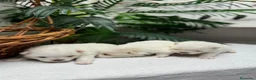 Pomerania perros en venta: POMERANIA  - Anuncio 9