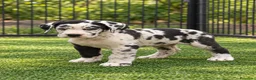 Raza Mixta perros en venta: Cruce de Sanbernardo y Gran danés - Anuncio 2