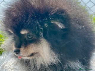 Pomerania perros - Anuncio 7