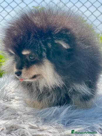 Pomerania perros - Anuncio 6