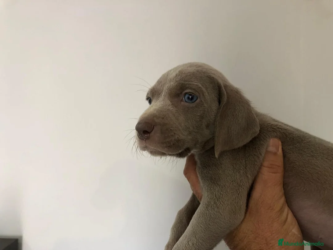 Weimaraner perros en venta: Último Braco de weimar  - Anuncio 2