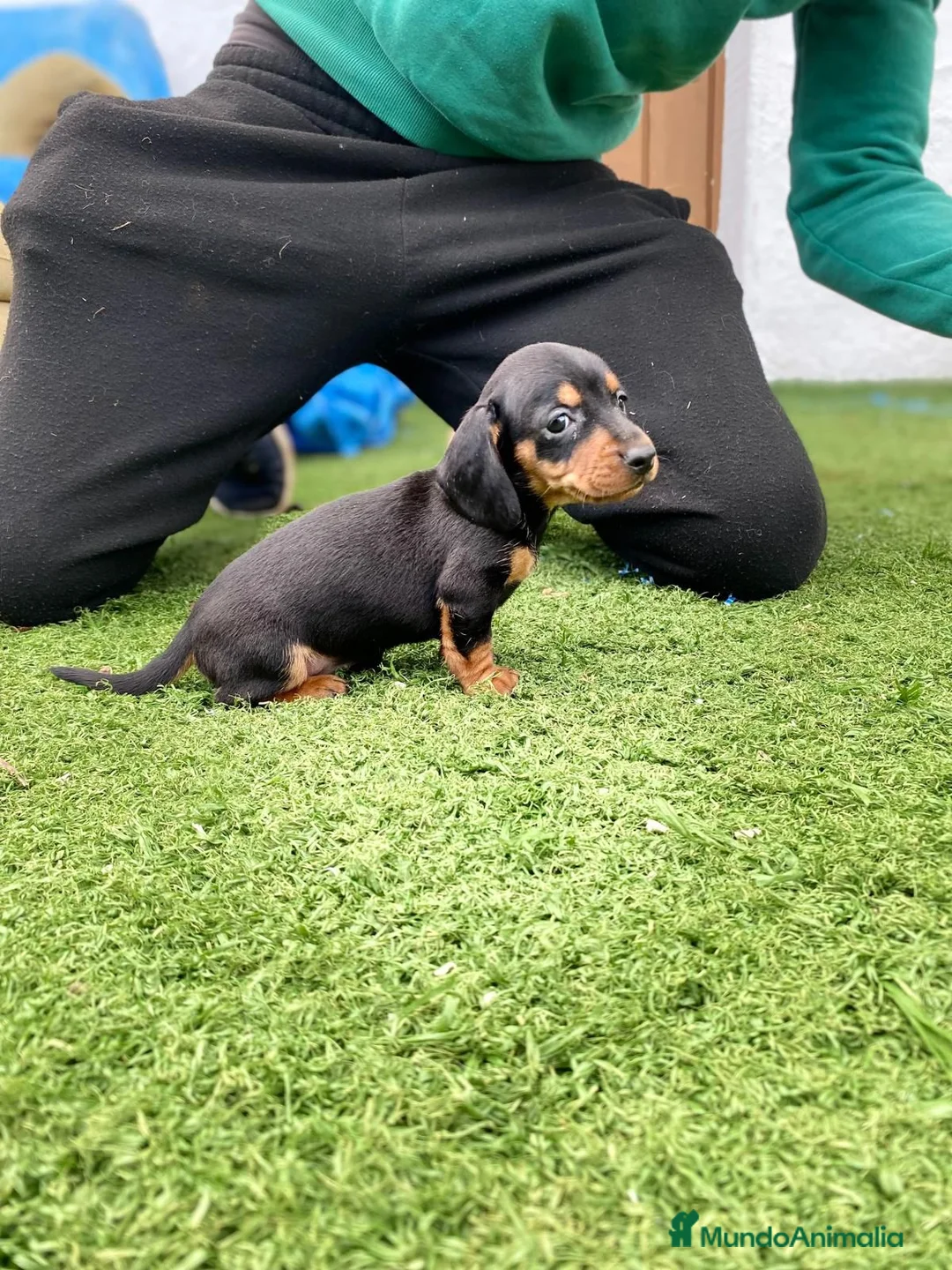 Teckel Miniatura perros en venta: cachorros de teckel miniatura arlequín chocolate  - Anuncio 6