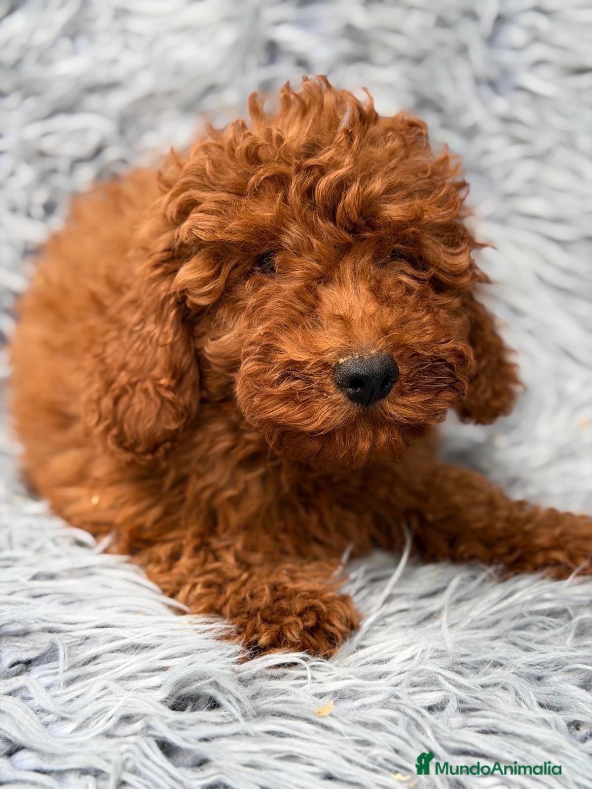 Caniche Enano perros Camada de caniche enano💙 - Anuncio 8