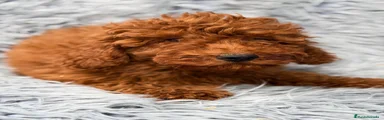 Caniche Enano 1