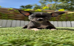 Chihuahua perros en venta: CHIHUAHUA HEMBRA - Imagen 6