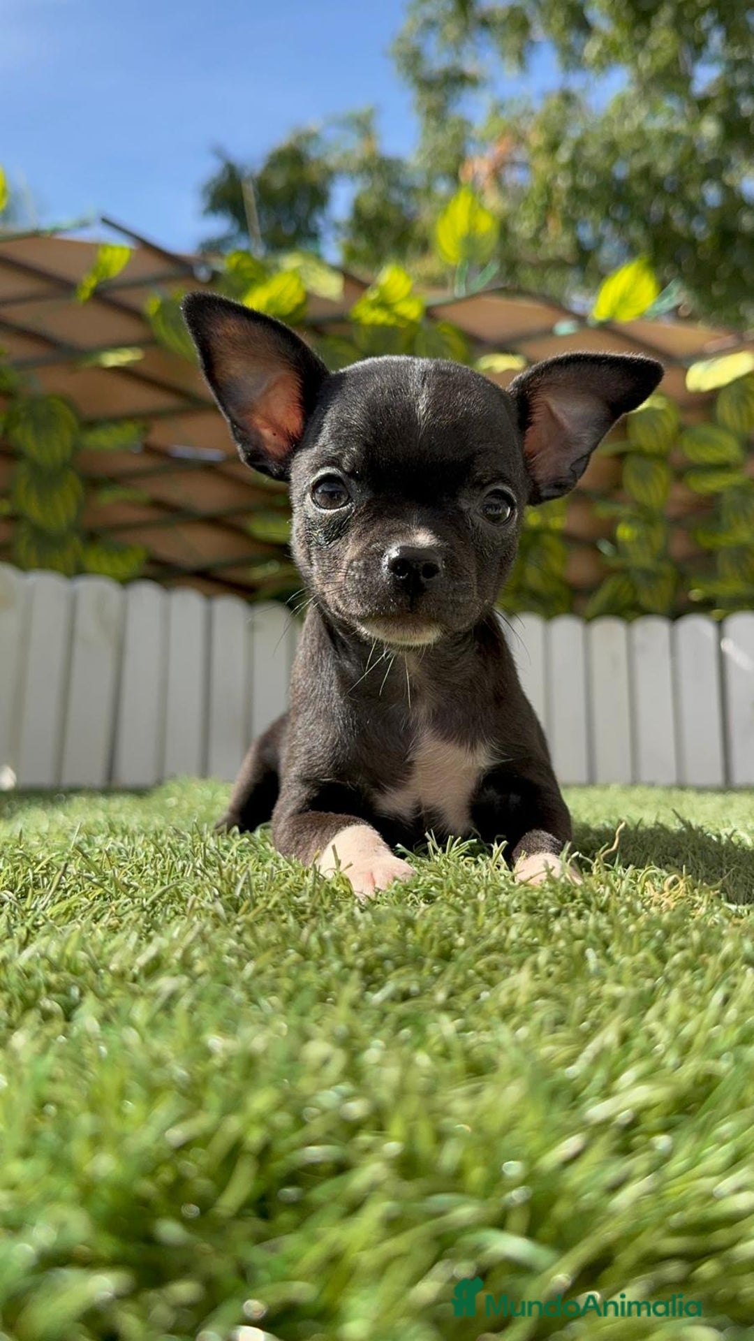 Chihuahua perros en venta: CHIHUAHUA HEMBRA - Imagen 6