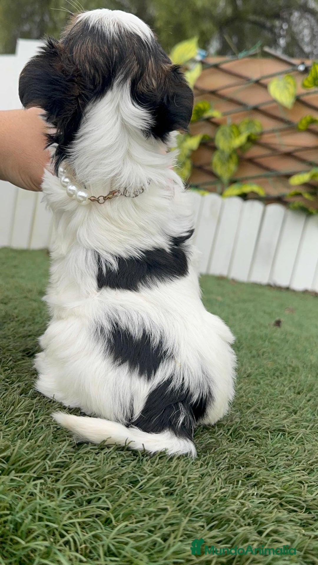 Yorkshire Terrier perros en venta: YORKSHIRE BIEWER HEMBRA - Anuncio 14