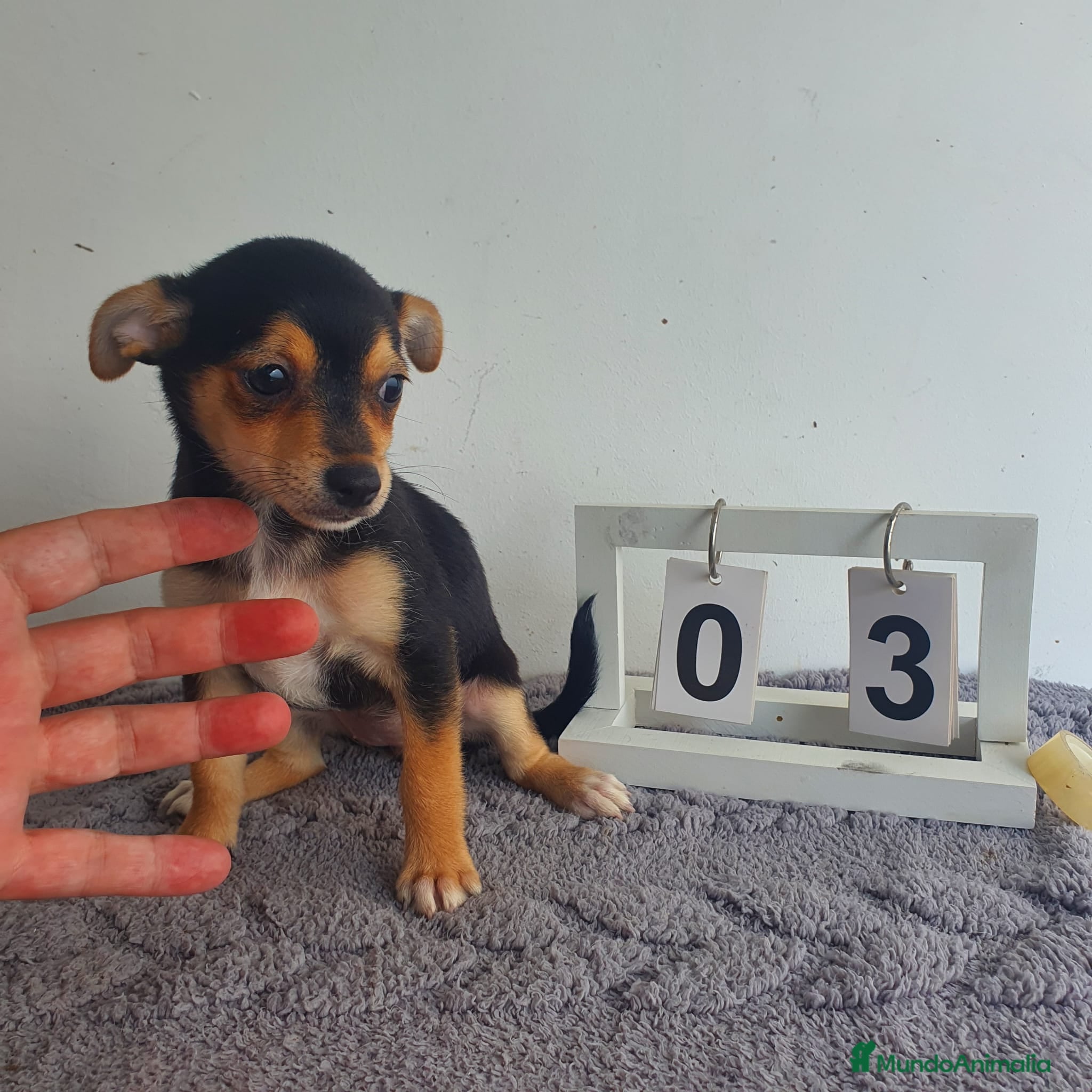 Chihuahua perros Chihuahua  - Anuncio 3