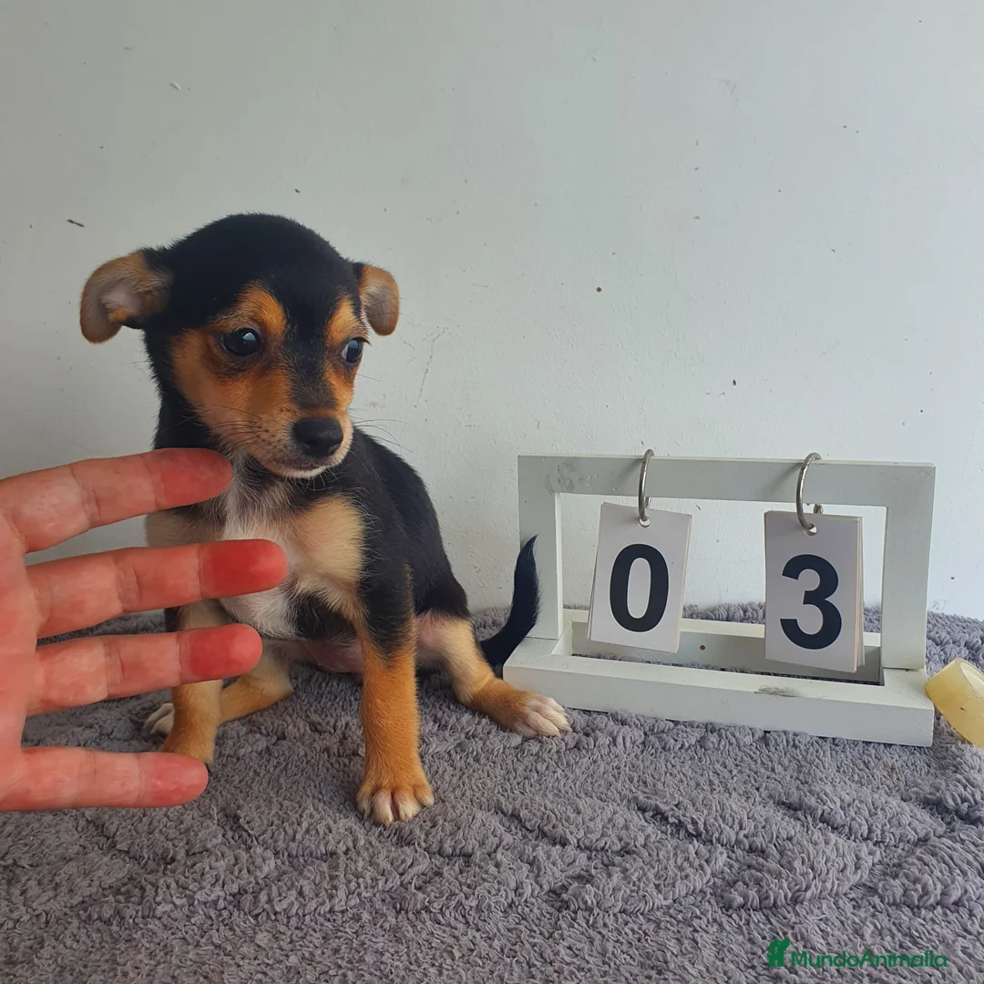 Chihuahua perros en venta: Chihuahua  - Anuncio 1