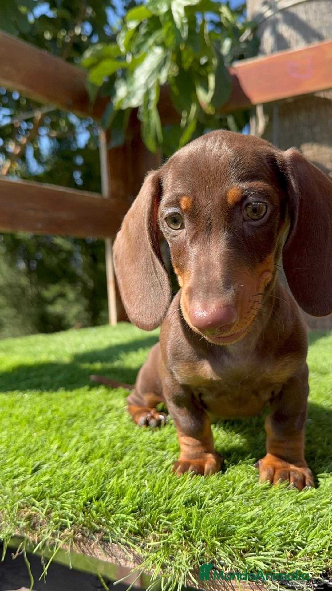 Teckel perros en venta: TECKEL MINIATURA HEMBRA - Imagen 4