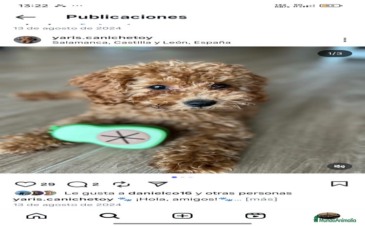 Caniche Toy perros - Anuncio 15