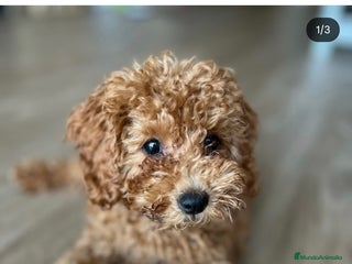 Caniche Toy perros - Anuncio 6