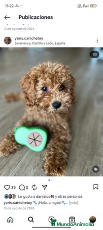 Caniche Toy perros - Anuncio 3