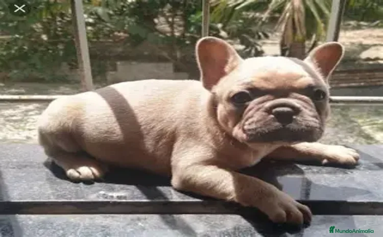 Bulldog Francés perros - Propaganda 1