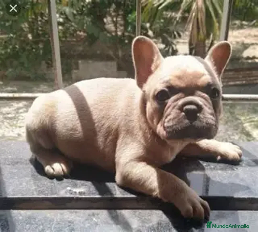 Bulldog Francés perros en venta: CACHORRO BULLDOG PRECIO ESPECIAL VERANO  - Imagen 1