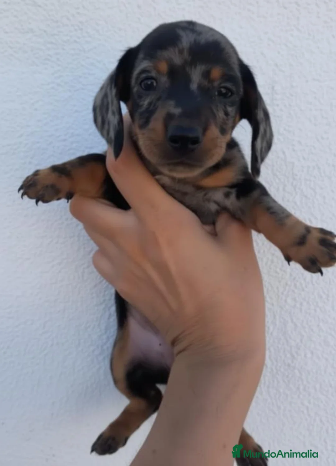 Teckel perros en venta: Teckel - Anuncio 2