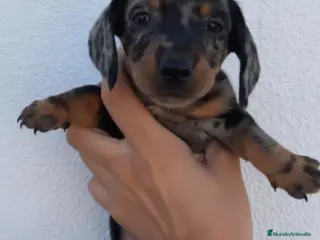 Teckel perros Teckel - Anuncio 2