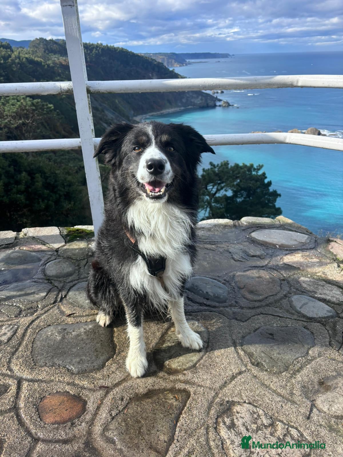 Border Collie perros Bodercolie Truli - Anuncio 1