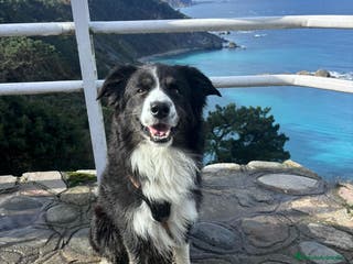 Border Collie perros Bodercolie Truli - Anuncio 24