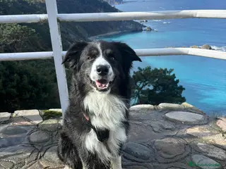 Border Collie perros Bodercolie Truli - Anuncio 1