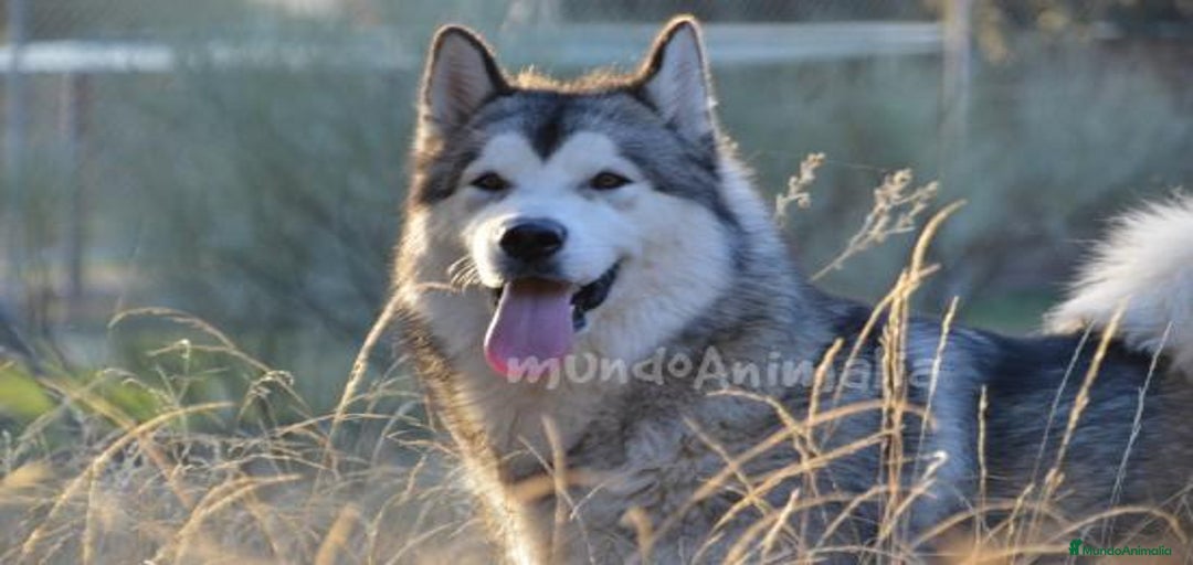 Imagen de galería {{count}}