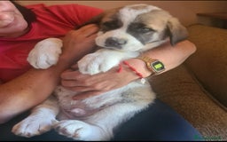 Mastín Español perros en venta: Cachorros de mastín español en Málaga - Imagen 1