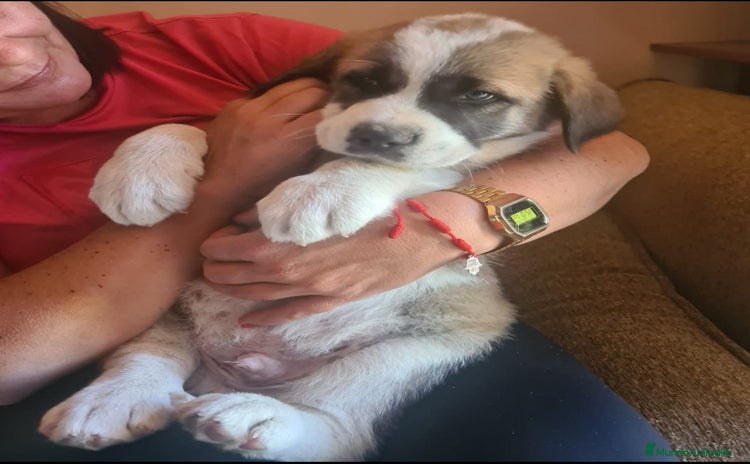 Mastín Español perros en Málaga - Anuncio 1
