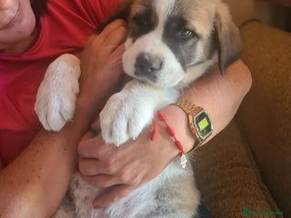 Mastín Español perros en Málaga - Anuncio 4
