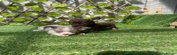 Chihuahua perros en venta: Chihuahuas - Anuncio 2
