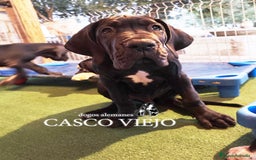Dogo Alemán perros en venta: Cachorros de Dogo Alemán - Imagen 10