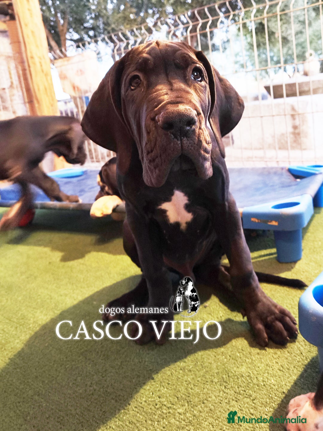 Dogo Alemán perros en venta: Cachorros de Dogo Alemán - Imagen 10