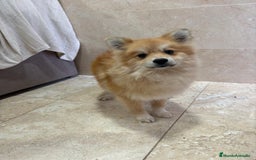 Pomerania perros en venta: OPORTUNIDAD Spitz pomerania  - Anuncio 1