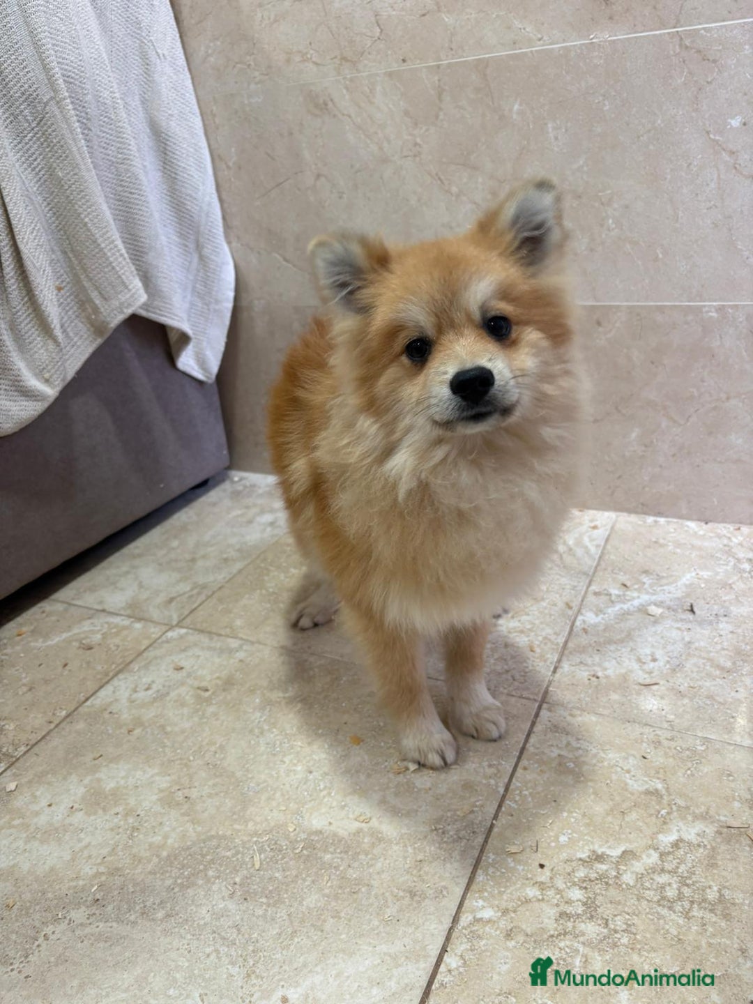 Pomerania perros en venta: OPORTUNIDAD Spitz pomerania  - Anuncio 1