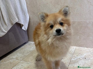 Pomerania perros OPORTUNIDAD Spitz pomerania - Anuncio 5