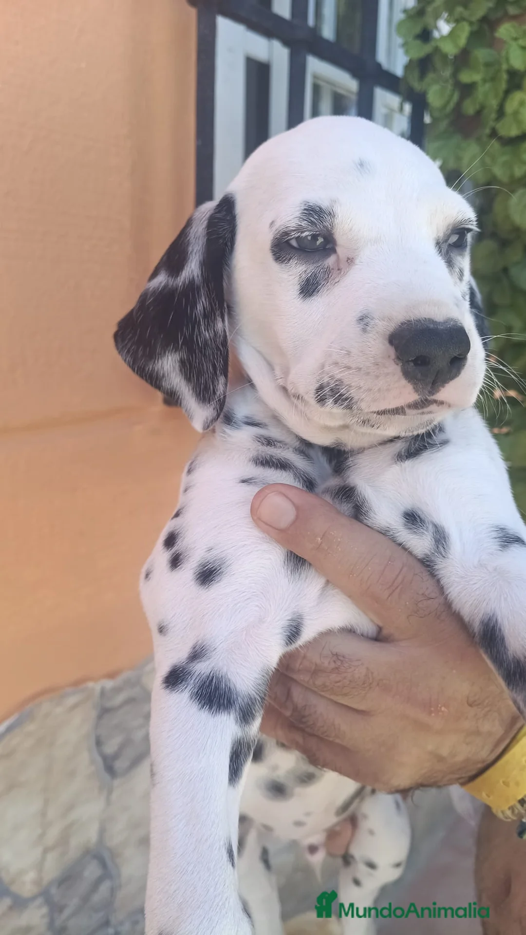 Dálmata perros en venta: Dálmatas disponibles🐶🐾 - Anuncio 9