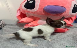 Chihuahua perros en venta: Chihuahua toy rusos - Imagen 6