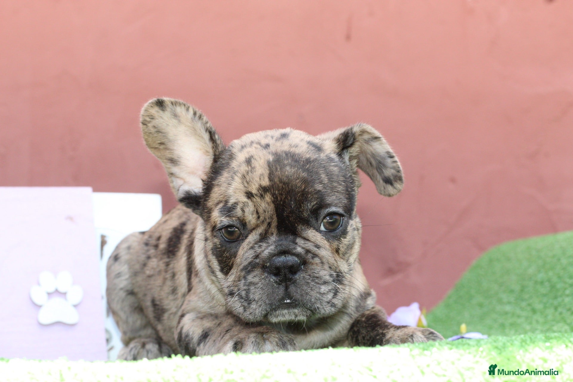 Bulldog Francés perros Preciosos bulldog francés  - Anuncio 1