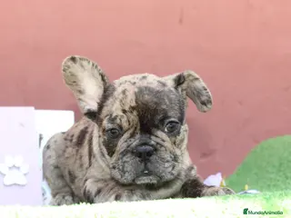 Bulldog Francés perros Preciosos bulldog francés - Anuncio 1