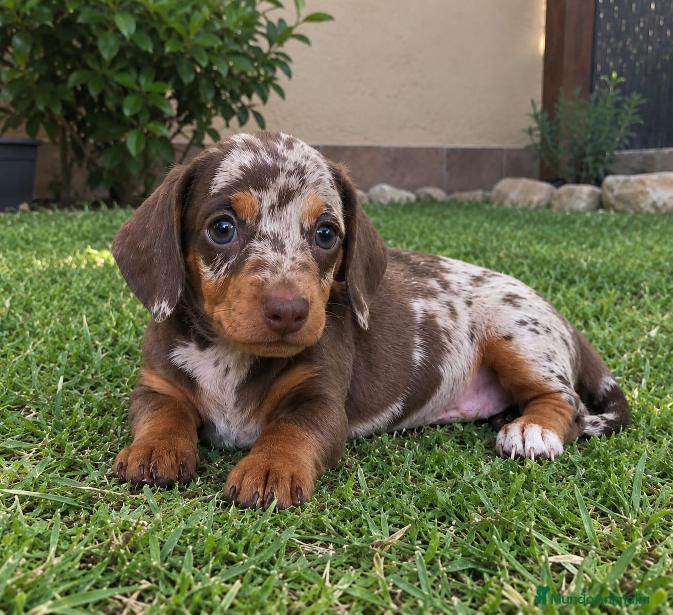 Teckel Miniatura perros TECKEL MINIATURA ARLEQUIN  - Anuncio 2