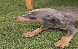 Pinscher Miniatura perros en venta: Mini-pinscher blue Macho  - Imagen 8