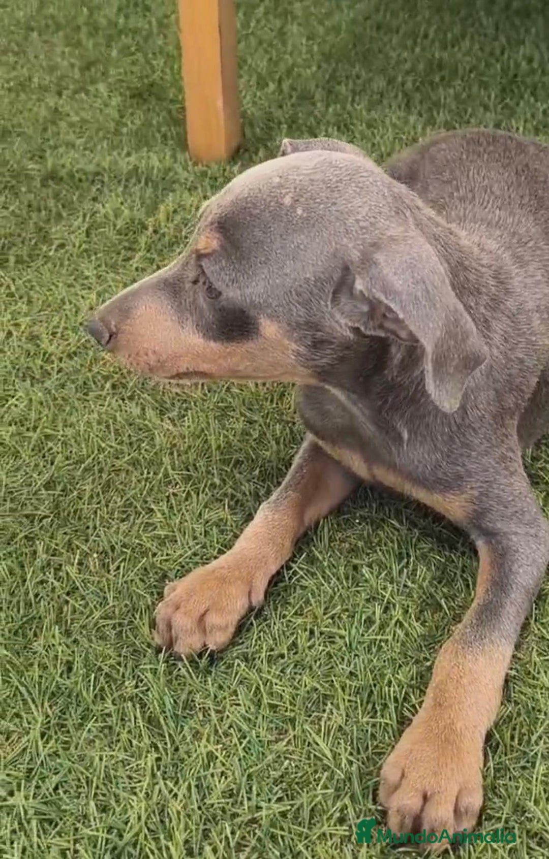 Pinscher Miniatura perros en venta: Mini-pinscher blue Macho  - Imagen 8