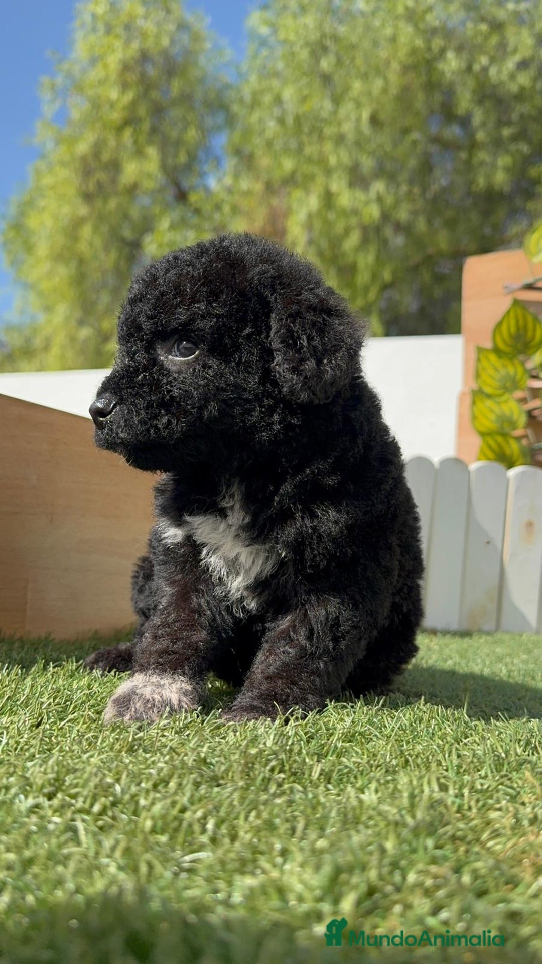 Perro de Agua Español perros en venta: PERRO DE AGUA ESPAÑOL HEMBRA - Imagen 9
