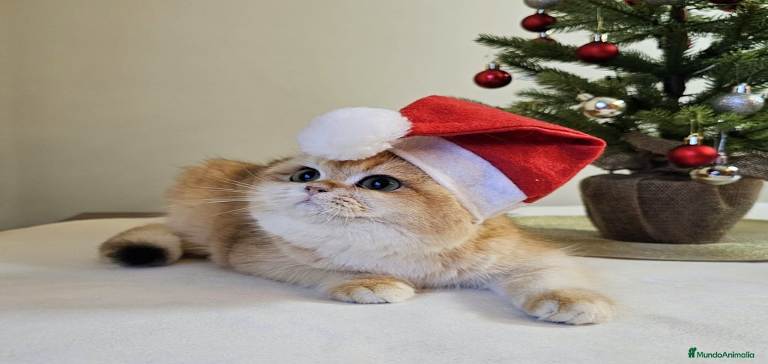 Imagen de galería {{count}}