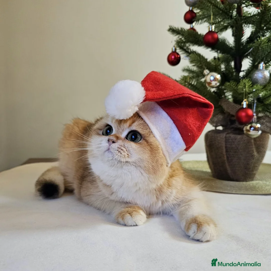 Imagen de galería {{count}}