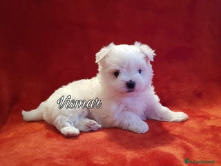 Bichón Maltés perros en Barcelona - Anuncio 19