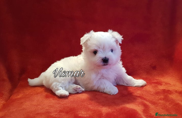 Bichón Maltés perros en Barcelona - Anuncio 12