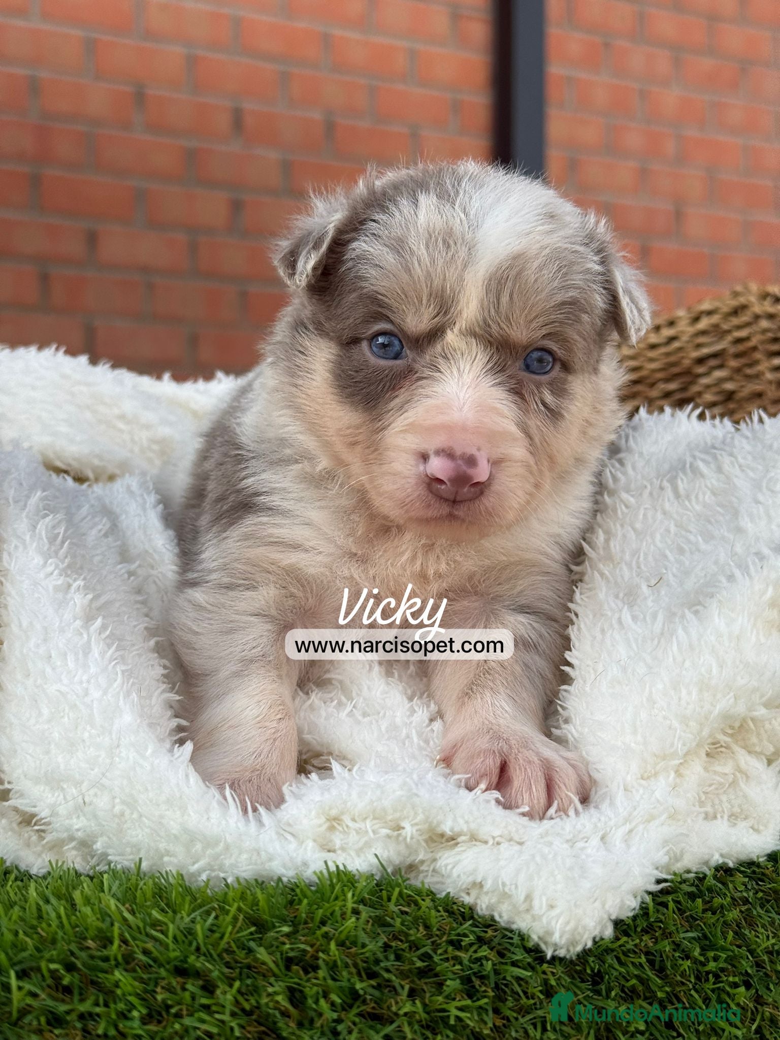 Border Collie perros en venta: BORDER COLLIE MERLE HEMBRA - Anuncio 3