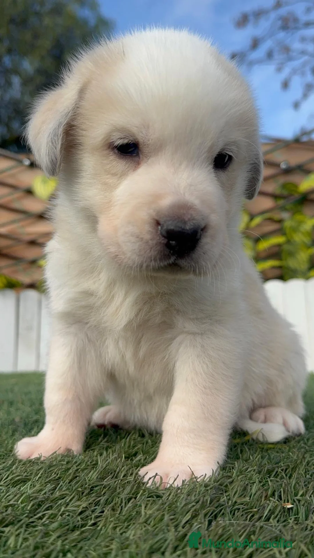 Mastín Español perros en venta: MASTIN ESPAÑOL - Anuncio 21